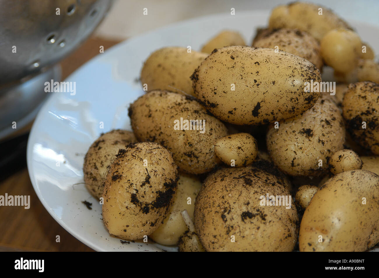 Pommes de terre nouvelles - Pilote Arran Banque D'Images