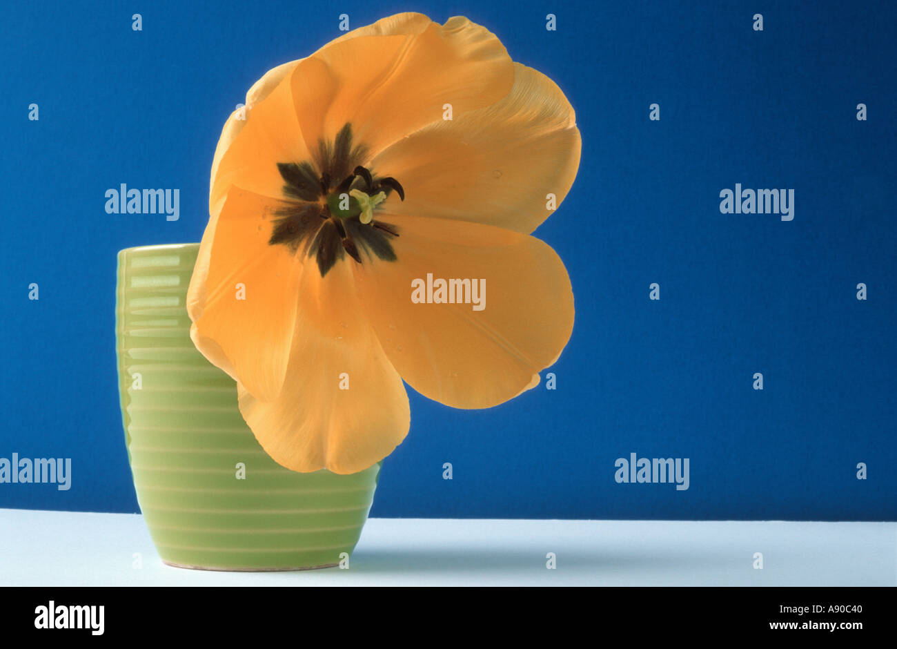 Tulipe jaune dans un pot vert sur fond bleu Banque D'Images
