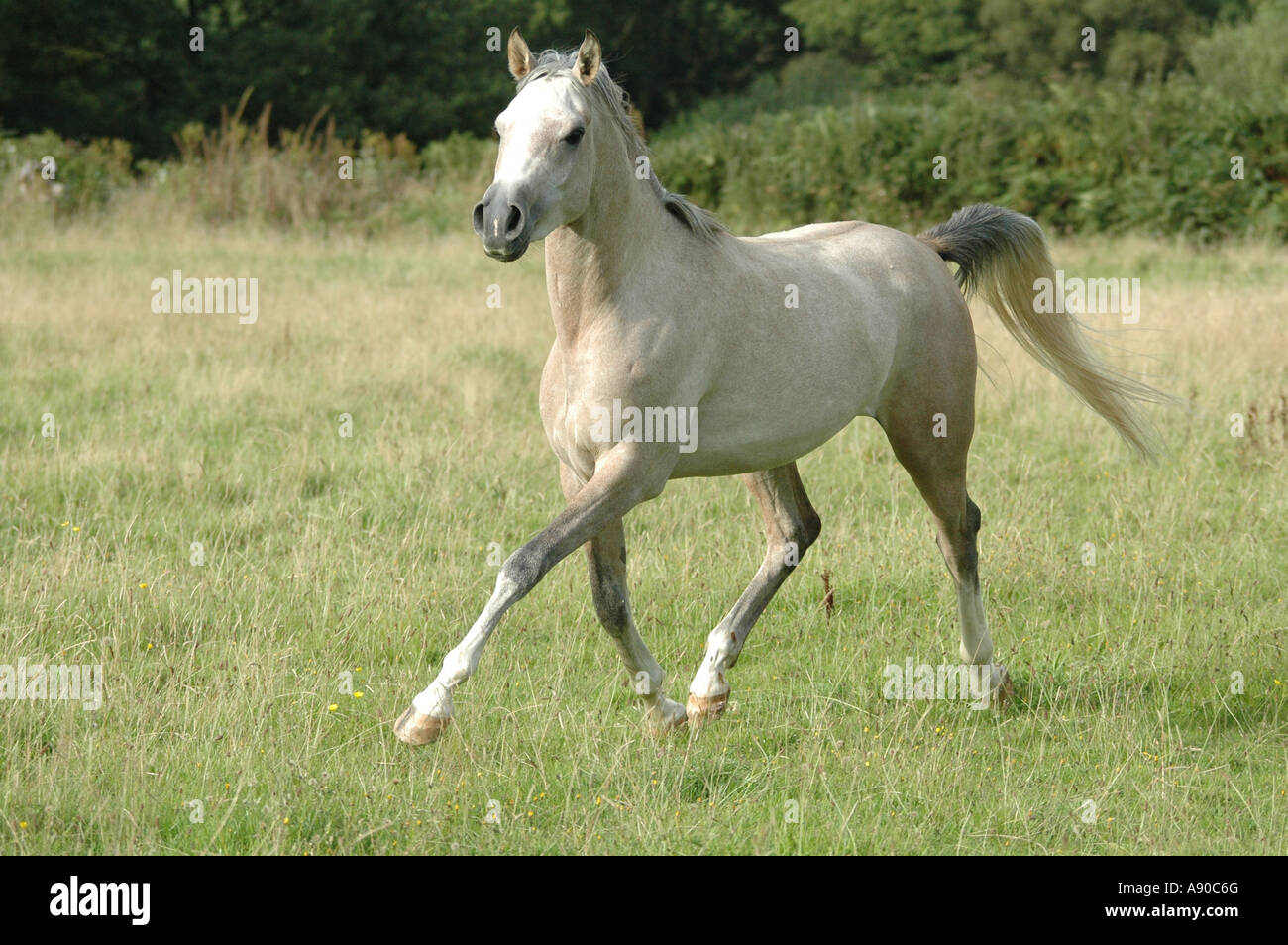 Cheval 2025 gris rose