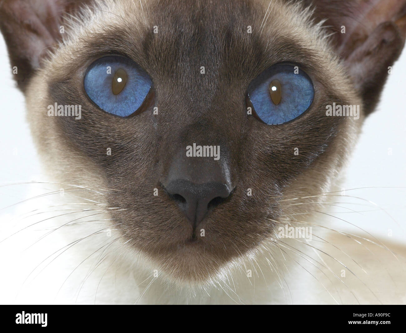 Les chats Siamois yeux d'alerte Banque D'Images