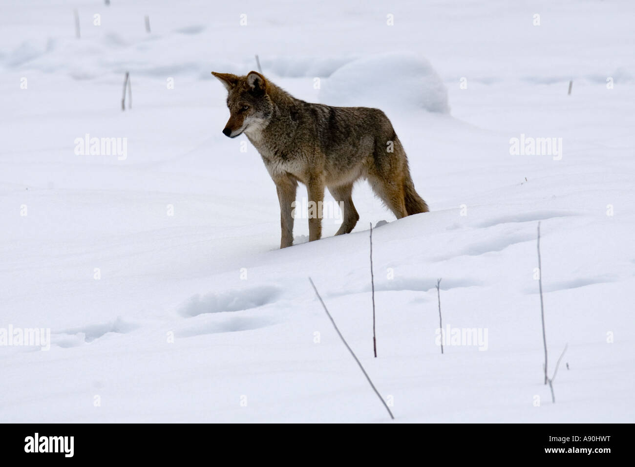 La chasse au coyote de proies en un champ couvert de neige Banque D'Images