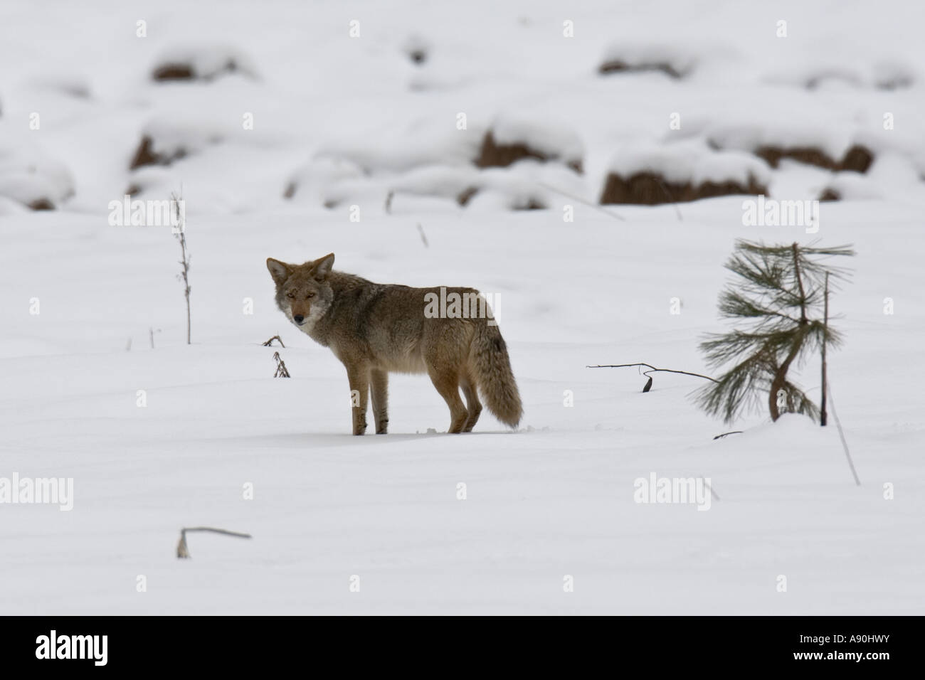 La chasse au coyote de proies en un champ couvert de neige Banque D'Images