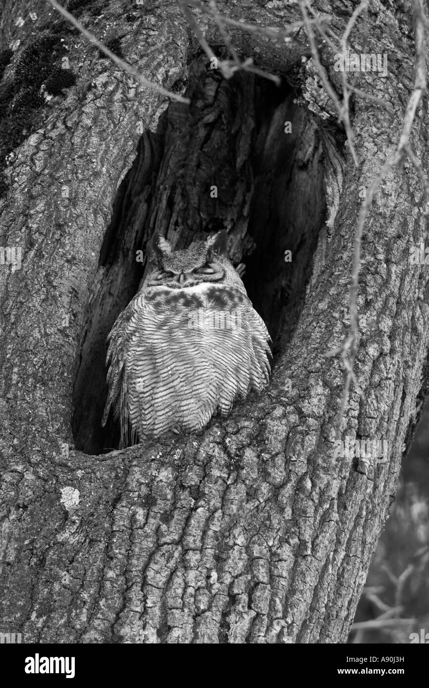 Grand Duc se percher dans le creux d'un arbre Banque D'Images