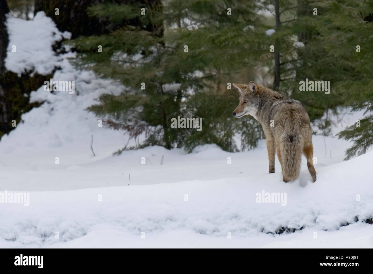 La chasse au coyote de proies en un champ couvert de neige Banque D'Images