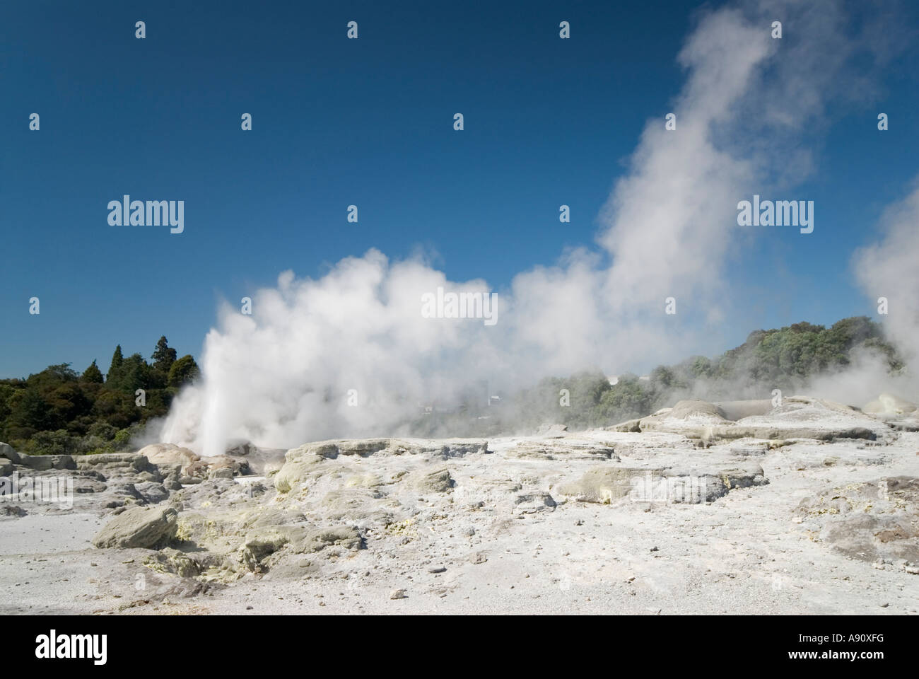 Pohutu et Prince de Galles au Te Whafarewarewa jaillissant de geysers, Nouvelle-Zélande Banque D'Images