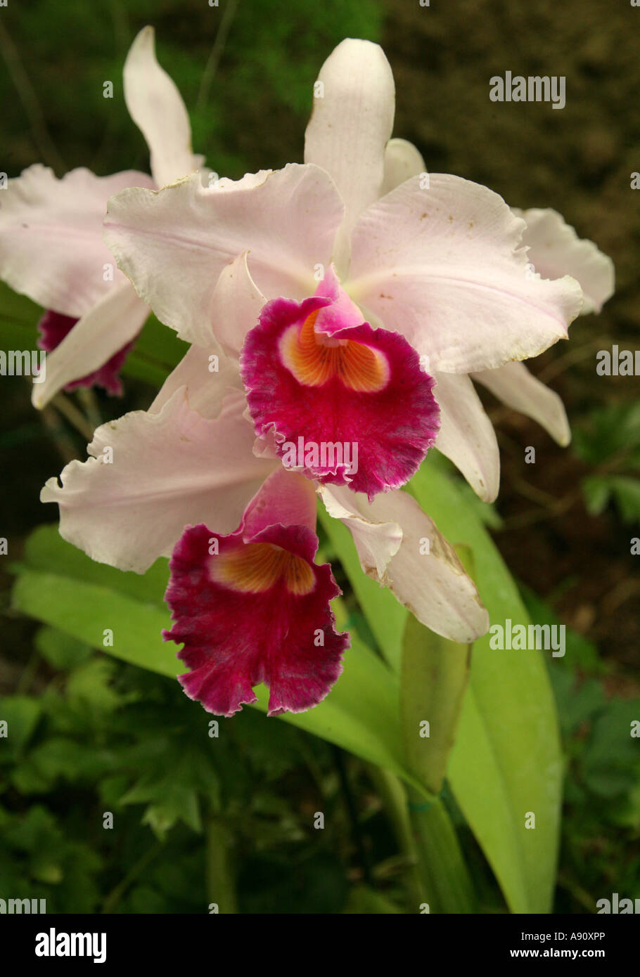 La reine des orchidées hybrides de Cattleya Banque D'Images