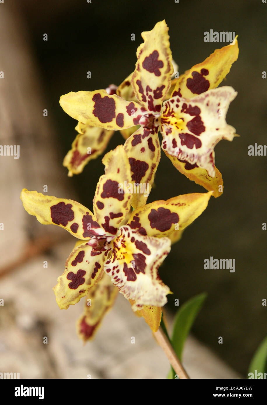 Orchidée, fleur, Dendrobium sp., Orchidaceae Banque D'Images