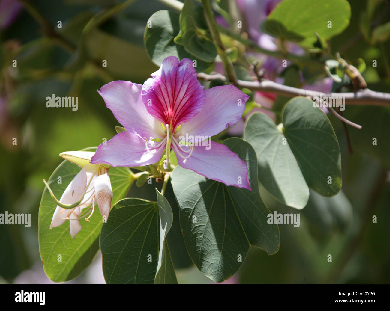 Orchid Tree, Bauhinia variegata, Caesalpinioideae, Fabaceae. Scieries de l'Inde et la Chine. Banque D'Images