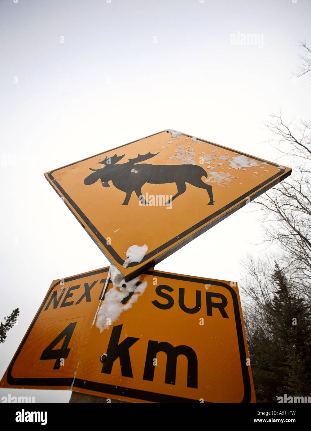 Moose crossing sign dans le parc du Mont-Riding, au Manitoba. Banque D'Images