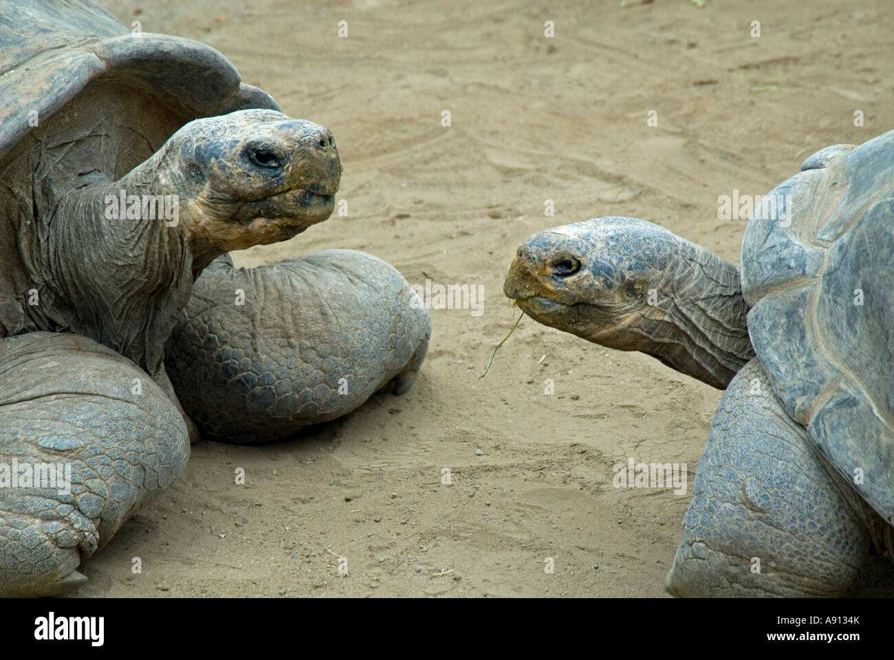 Îles Galápagos,deux tortues géantes Banque D'Images