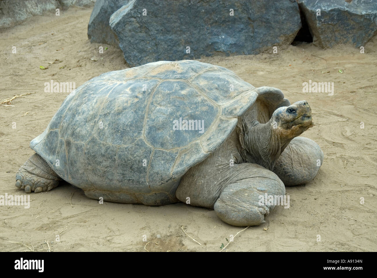 Îles Galápagos,Tortues géantes Banque D'Images