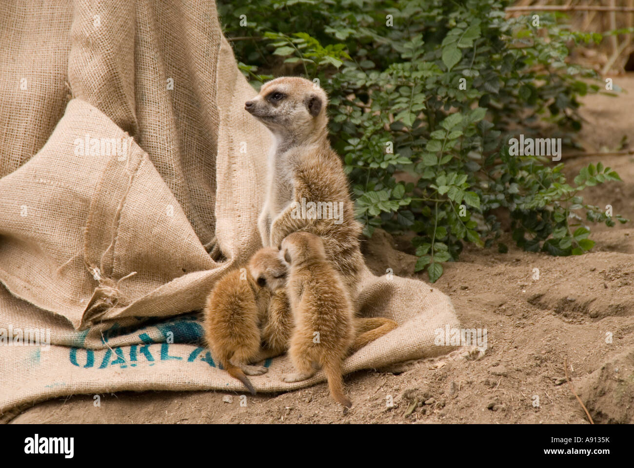 Meerkat Afrique avec les jeunes. Banque D'Images