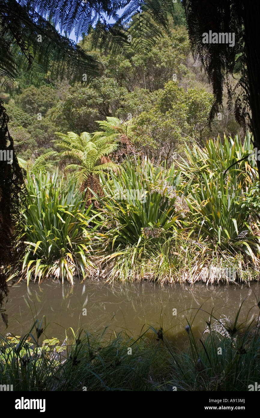 Le lin des fougères arborescentes des zones humides de la végétation indigène diversifiée Hells Gate piscine réserve géothermique Tikitere Rotorua Nouvelle Zélande Île du Nord Banque D'Images