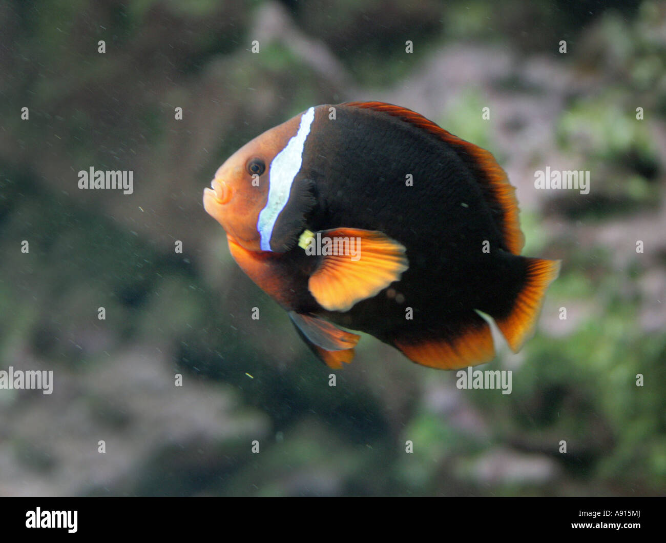 Poissons clowns de cannelle ou d'incendie poissons clowns Amphiprion melanopus. Un poisson de l'anémone Clown du Pacifique Banque D'Images