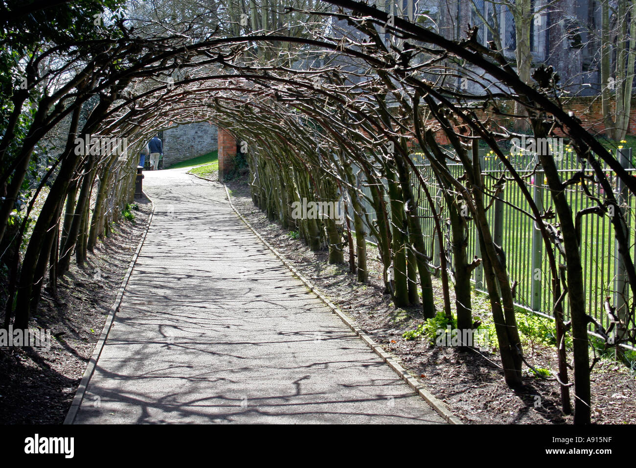 Par voie de passage de la ligne d'arbustes en surplomb, Christchurch, Dorset, England, UK Banque D'Images