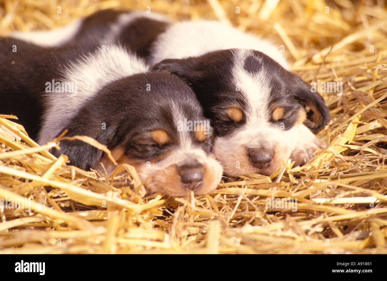 Couchage chiots Beagle Banque D'Images