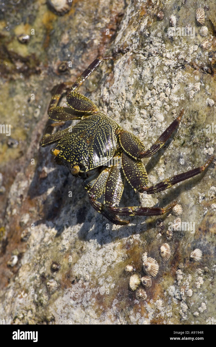 Sur les rochers de crabe par la mer Banque D'Images