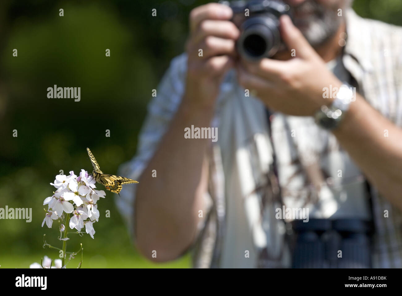 Photographiant Swallowtail Butterfly Papilio machaon Banque D'Images