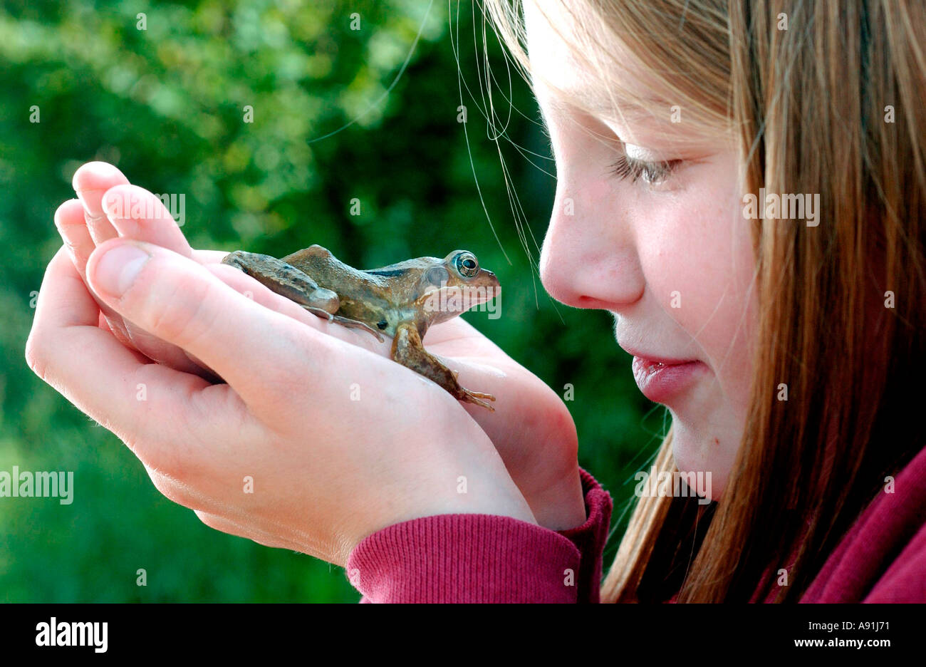 L'apprentissage de la faune de première main comme une écolière tient une grenouille Banque D'Images