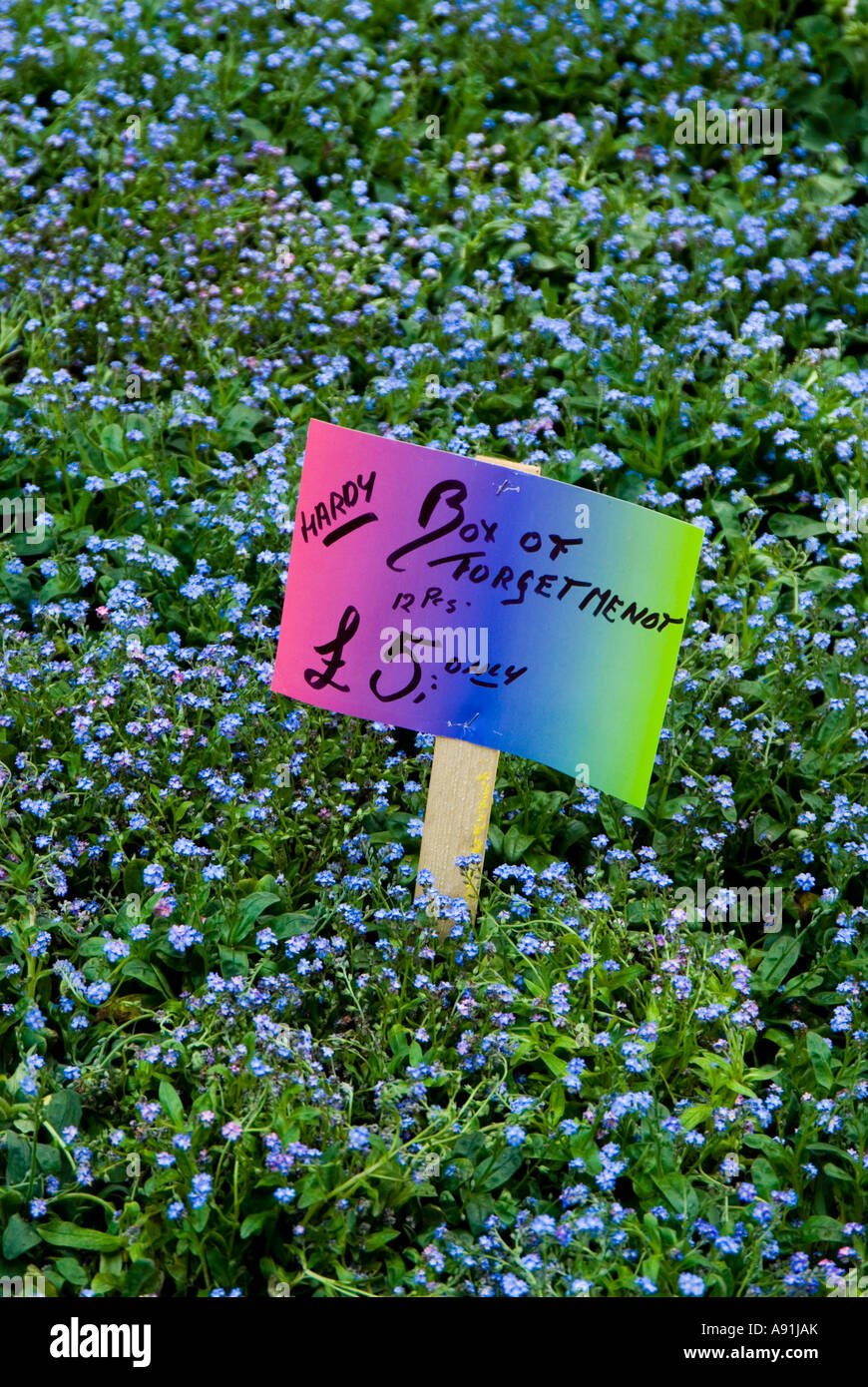 Les fleurs ne m'oublie pas Banque D'Images