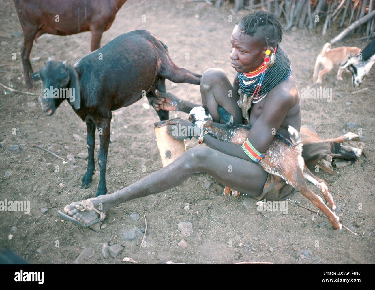 Femme Turkana traire une chèvre dans une gourde traditionnelle Banque D'Images