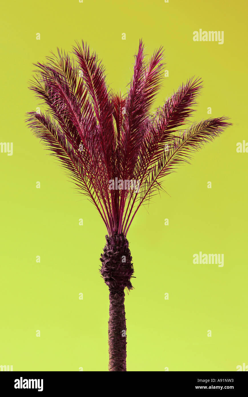 Palms mer atlantique canaries Palmen am Atlantik Meer Kanarische Inseln Banque D'Images