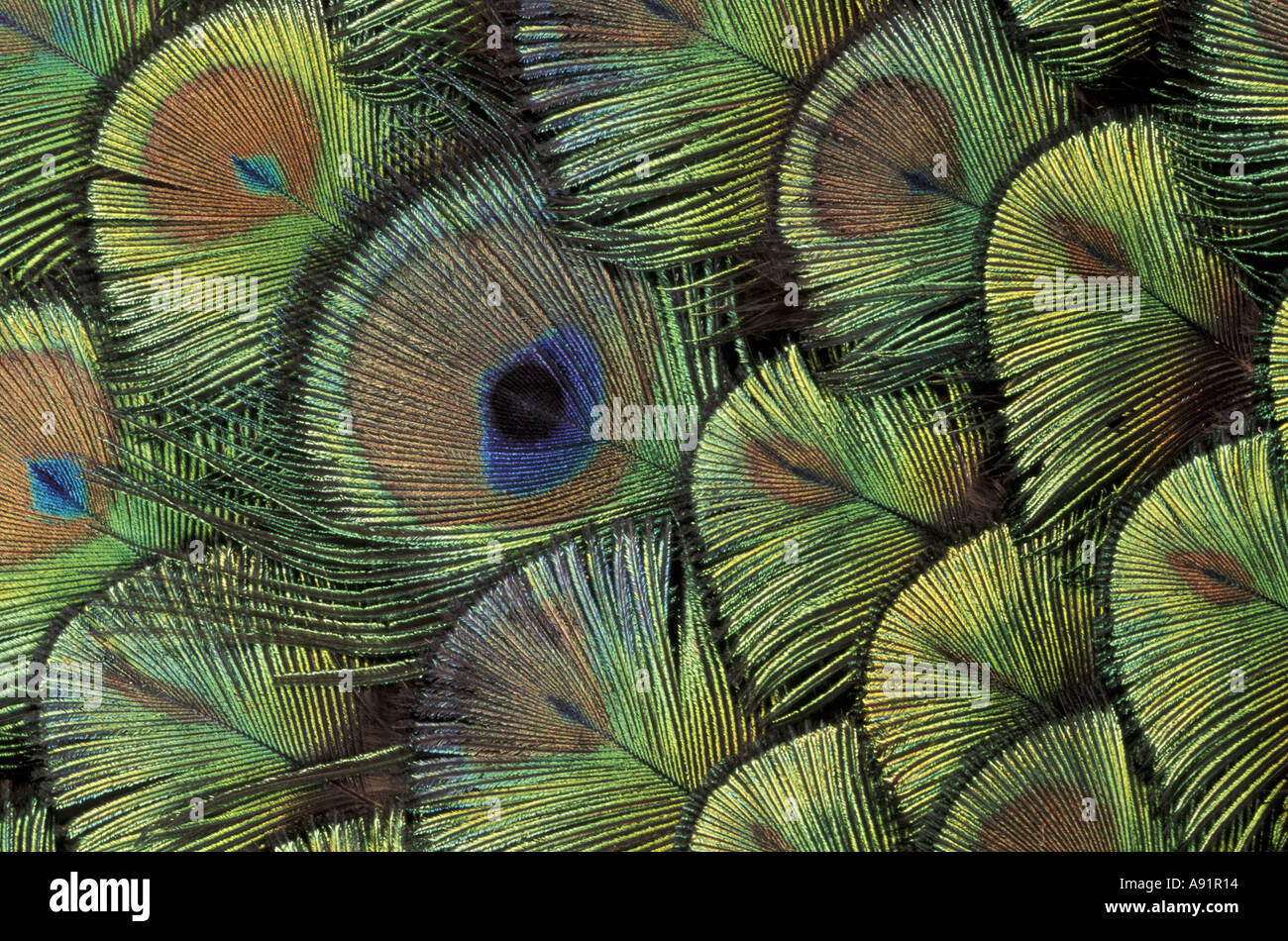 Conception de plume de paon Banque D'Images