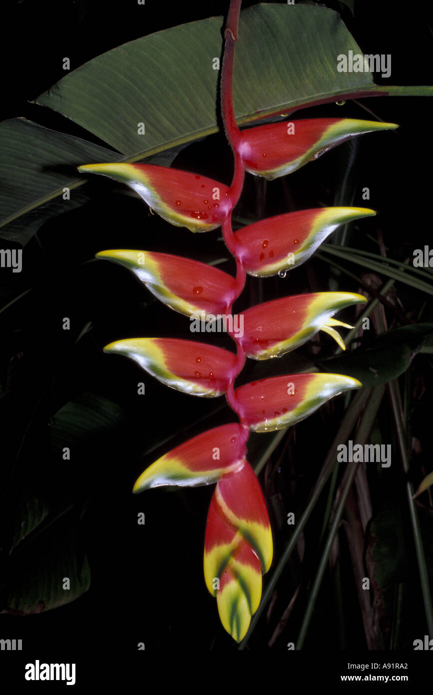 Puerto Rico, l'île de Culebra. Tropical flower Banque D'Images