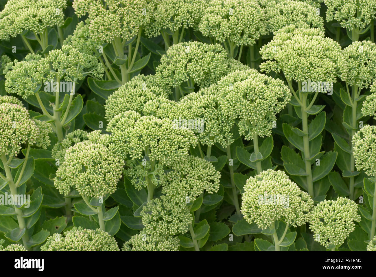 Sedum telephium ssp Gooseberry Fool Maximum Banque D'Images