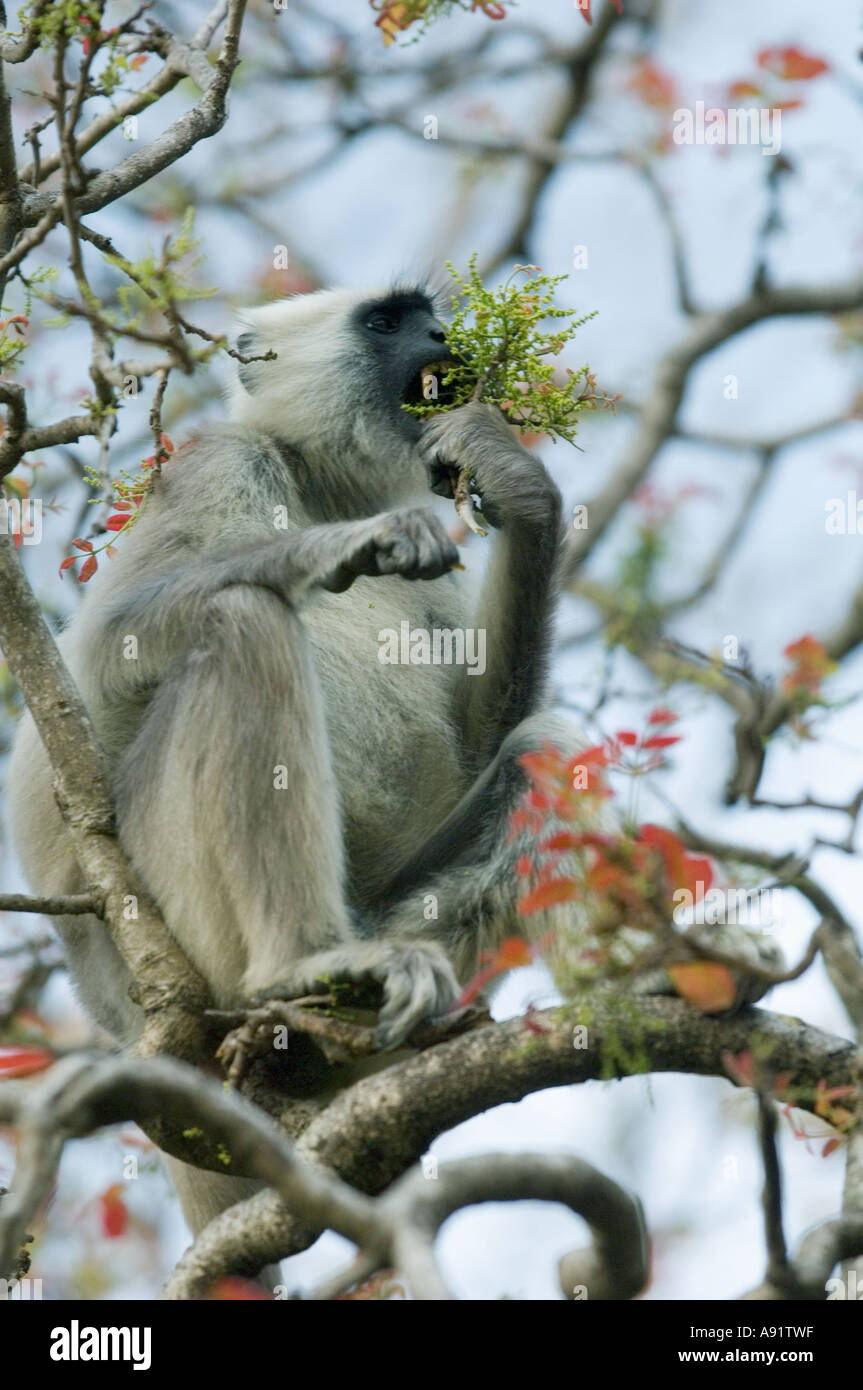 Animaux Singe Hanuman Langur (Semnipithecus) Alimentation en arbre, parc national de Corbett INDE Banque D'Images