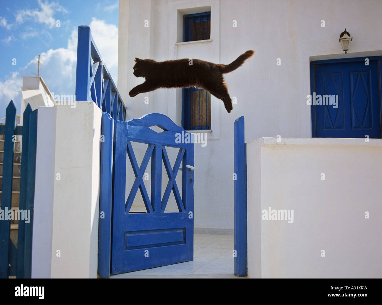 Chat noir saute au-dessus de la porte - Banque D'Images