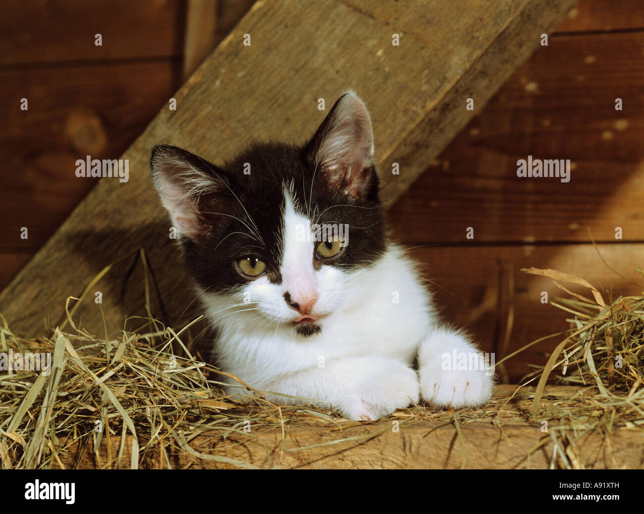 Chat domestique - chaton à Hay Banque D'Images