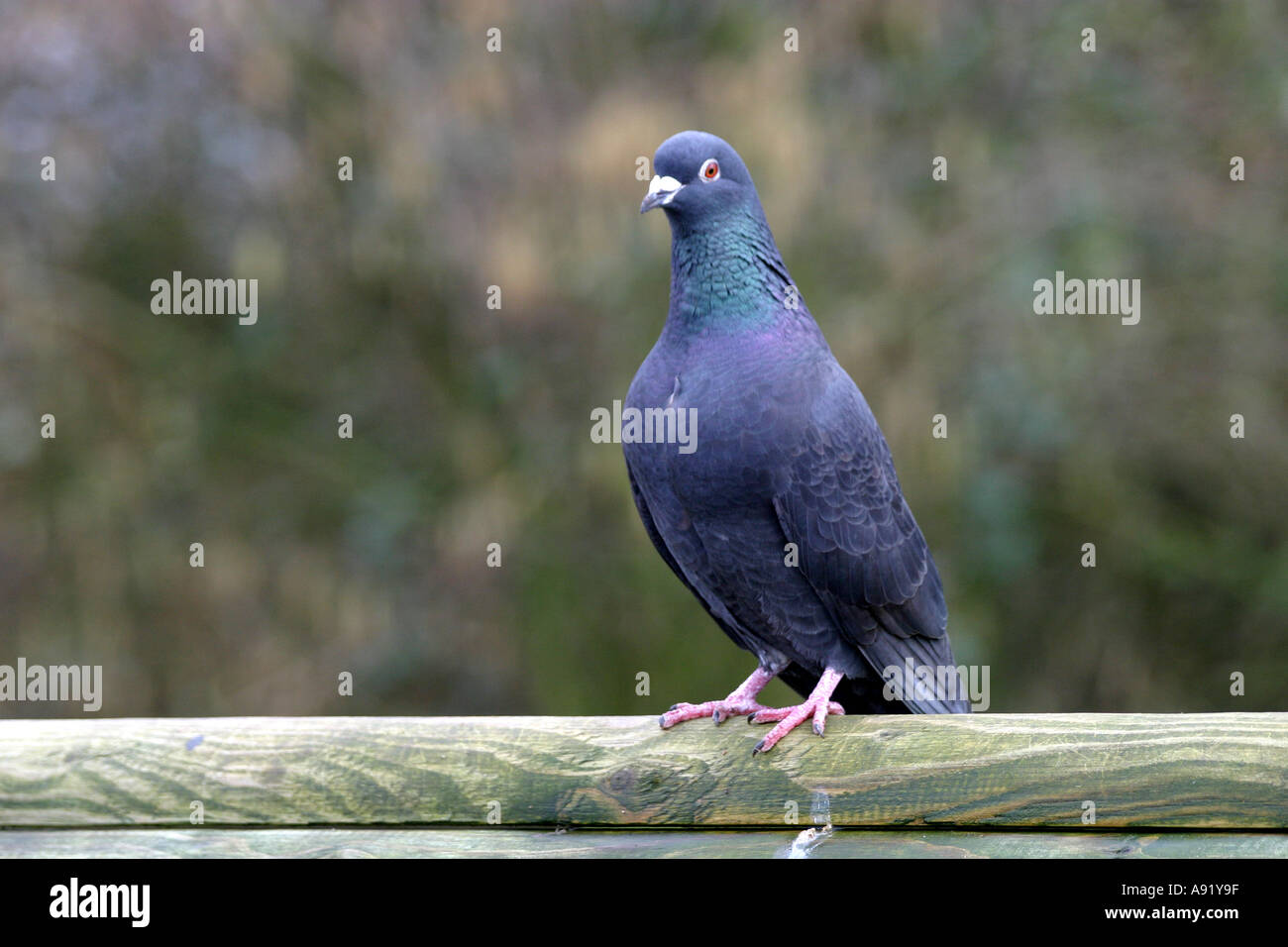 Pigeon biset Banque D'Images