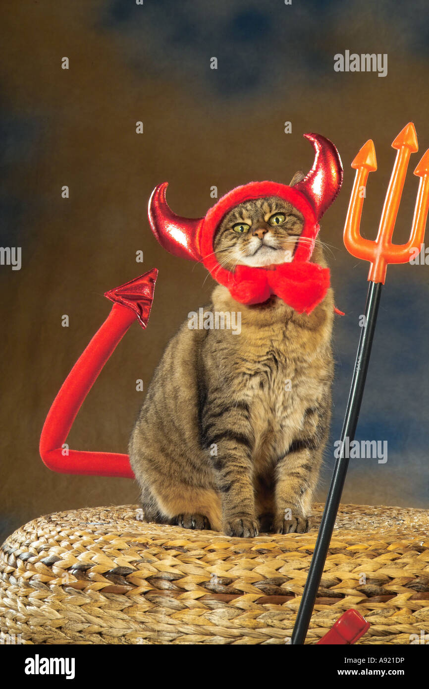 Tabby chat domestique - que diable Banque D'Images