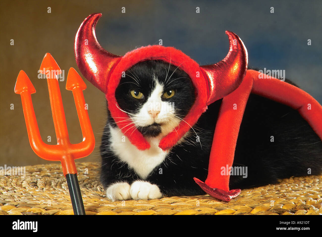 Chat domestique - que diable Banque D'Images