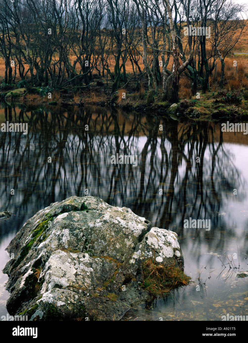 Lynnau Cregennen (lac) Cadir Idris Dogellau Gwynedd North Wales UK Banque D'Images