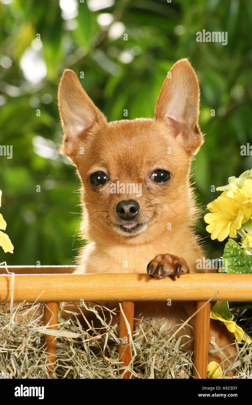 Fédération de Toy Terrier - à hay cart Banque D'Images