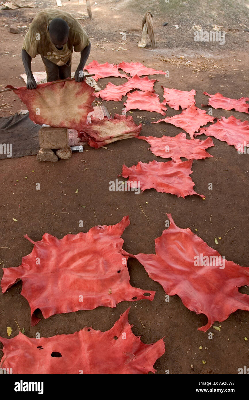 L'homme s'étend au teint peaux de chèvre tannerie dans le Nord de l'Afrique de l'Ouest Ghana Tamale Banque D'Images