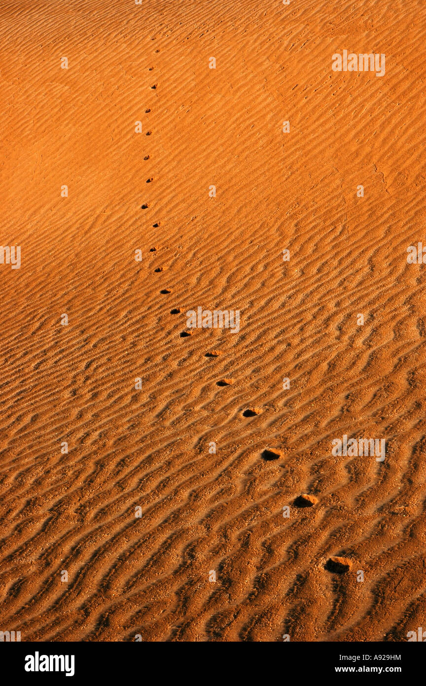 Les traces des coyotes dans les dunes de sable Banque D'Images