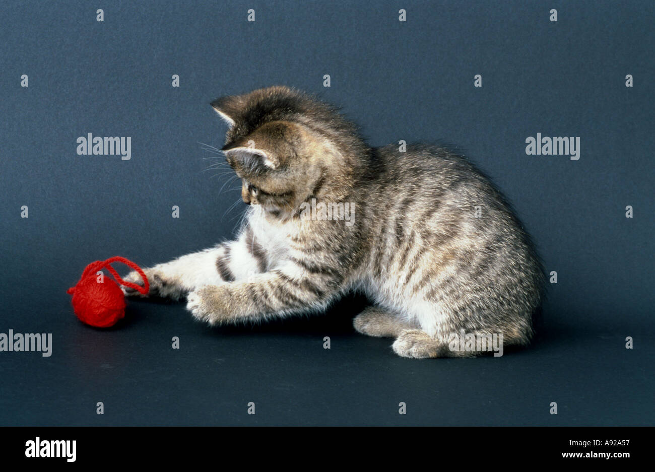Jeune chat jouant avec une balle de laine Photo Stock - Alamy