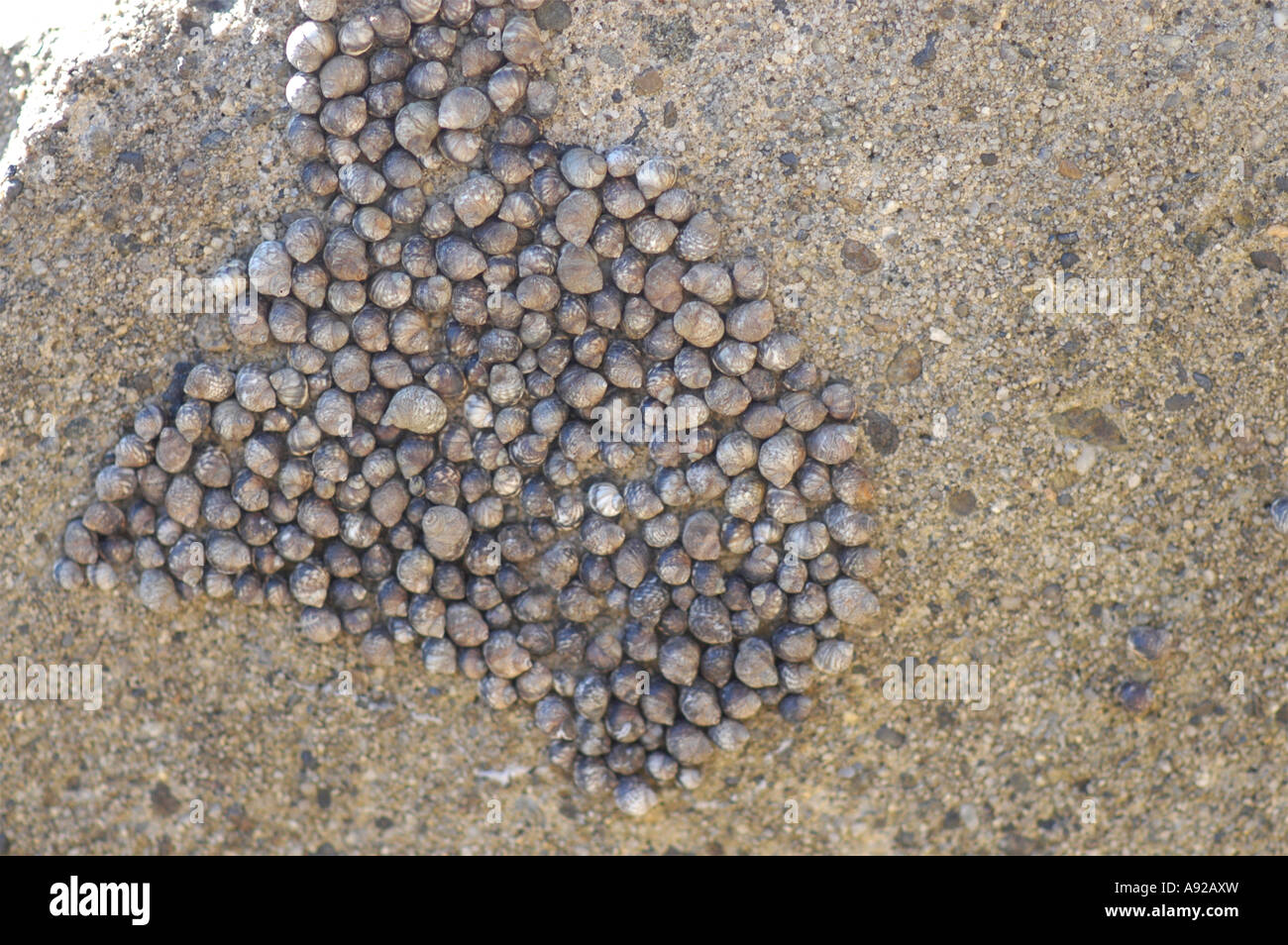 Escargots de mer à une plage rocheuse Banque D'Images