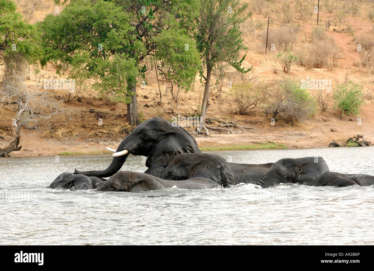 African elephant mating Banque de photographies et d’images à haute résolution Alamy