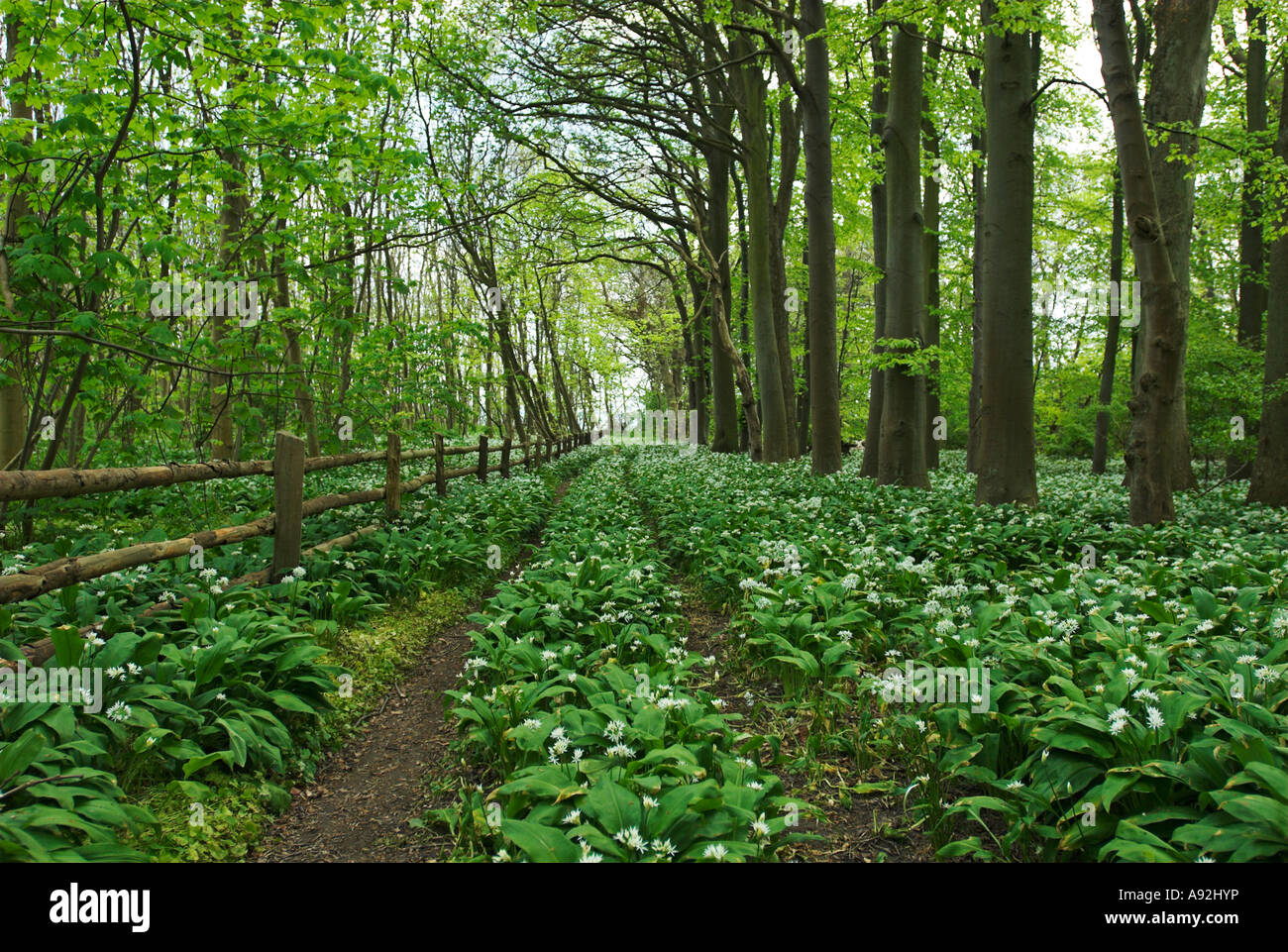 L'ail de bois en fleurs sur l'île de Greifswalder Oie, Usedom island, Mecklembourg Poméranie occidentale, l'Allemagne, de l'Europe Banque D'Images