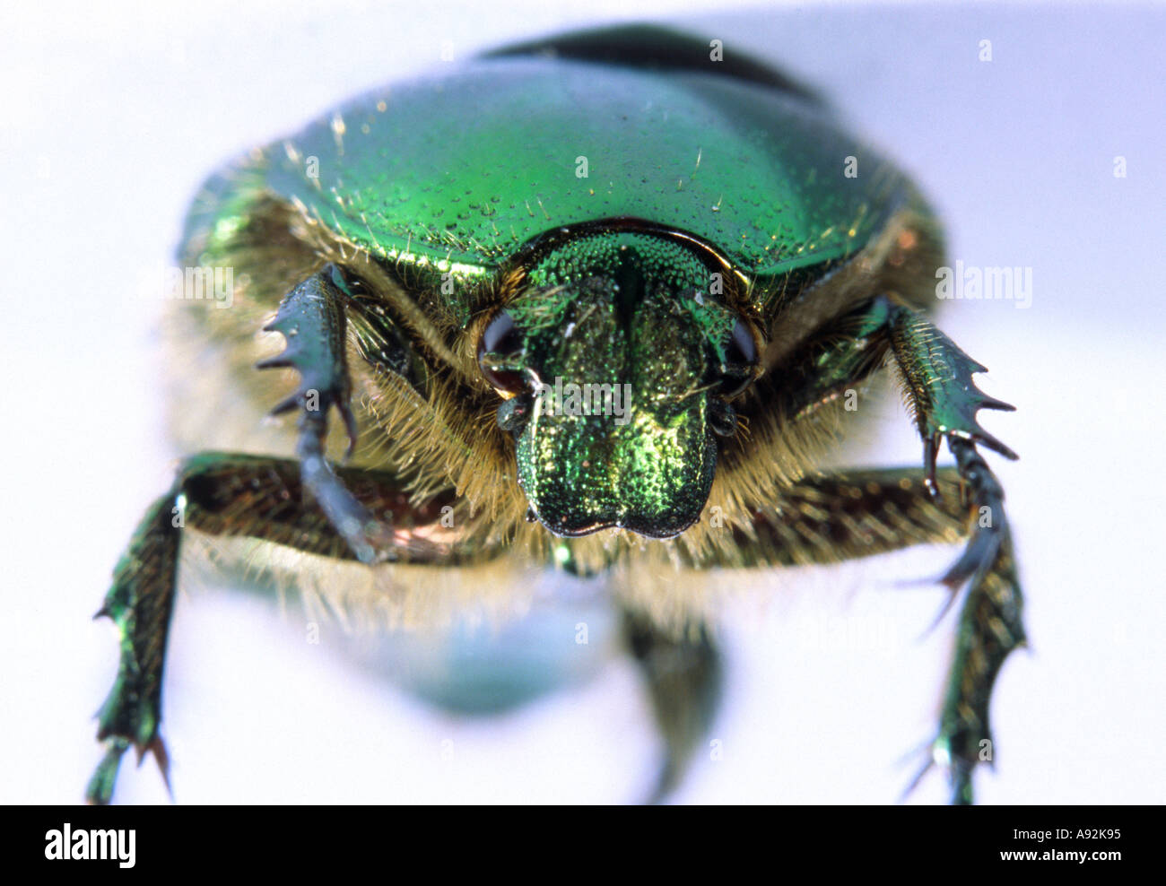 Rose chafer Banque D'Images