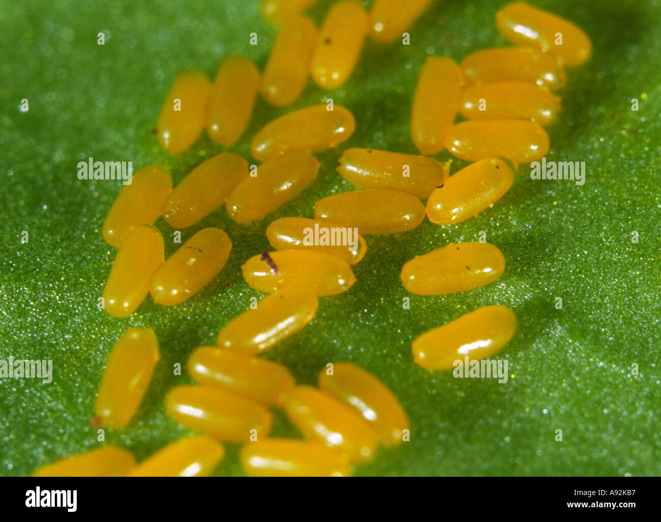 Des œufs de sept place ladybird Banque D'Images