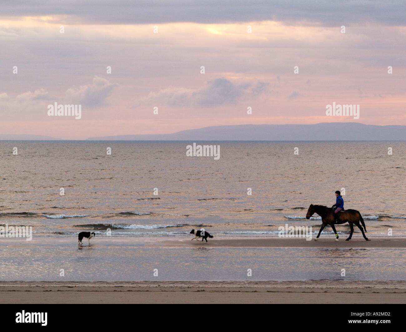Horse Rider sur le bord de la mer avec deux chiens. Banque D'Images