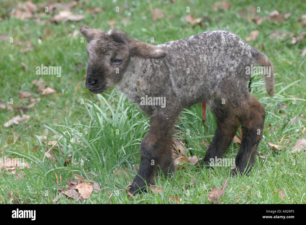 Agneau nouveau-né nouveau-né avec de l'ombilic du cordon ombilical sang goutte dégoulinant de saignement Banque D'Images