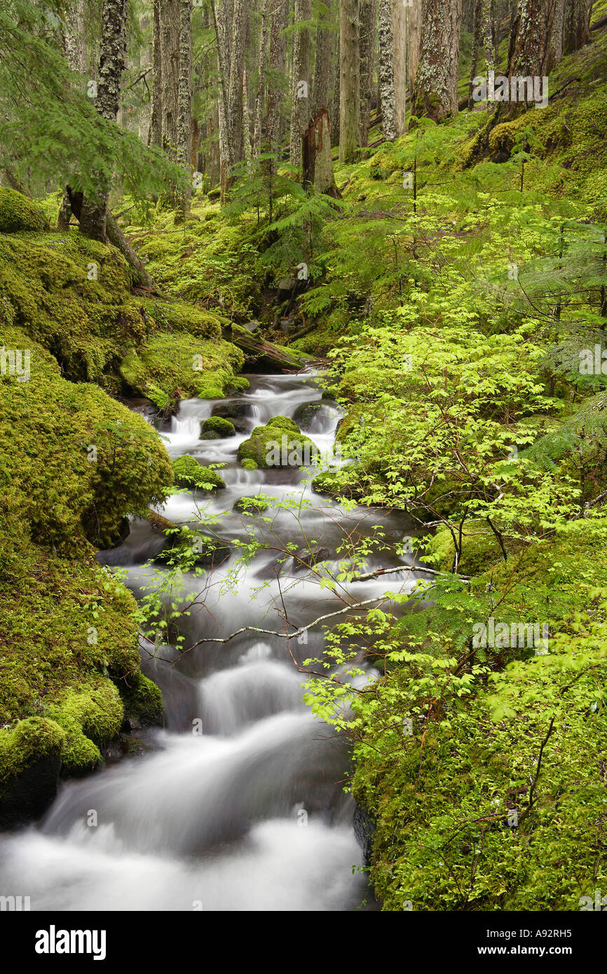 Ramona Creek Wilderness Mount Hood, Oregon USA Banque D'Images