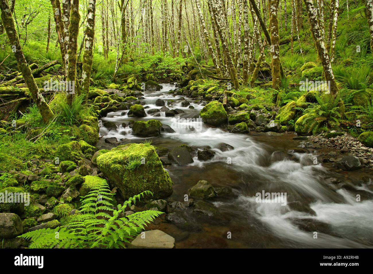 Deyoe Creek State Forest Tillamook Oregon, USA Banque D'Images