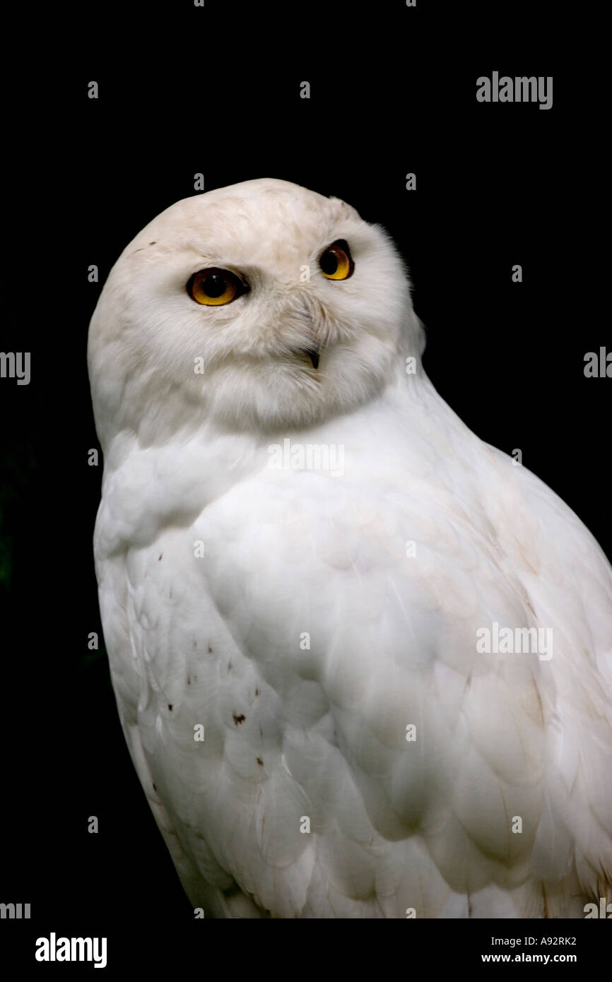 Harfang des neiges Banque D'Images